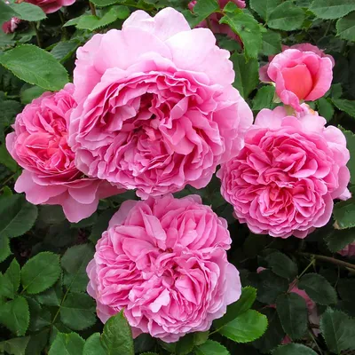 Принцесса Александра Оф Кент (Princess Alexandra Of Kent) – Английские Розы  - купить Аромат-роз.рф
