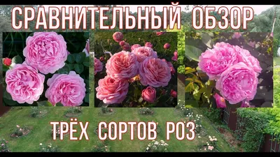 Роза английская \"Принцесса Александра оф Кент\" | \"Кедр\" Питомник растений в  СПб