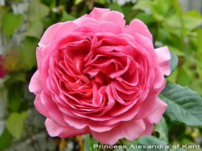 роза, розы, розы английской селекции, английские розы, александра кентская  - Экзотик Флора