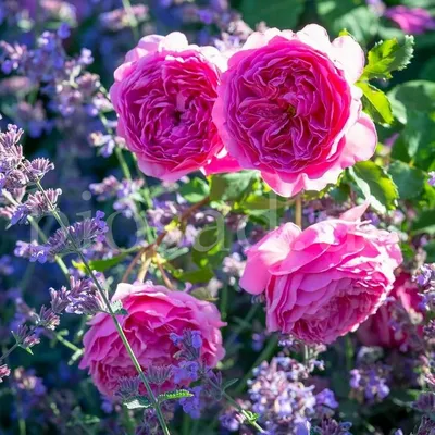 Princess Alexandra of Kent, Принцесса Александра оф Кентская (AUSmerchant)  Austin Великобритания, 2007 Английские розы (English Rose… | Instagram