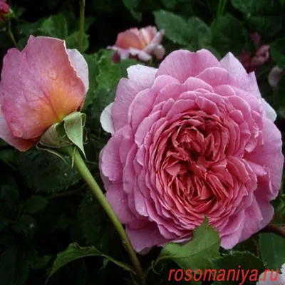Роза Принцесса Александра оф Кент (Princess Alexandra of Kent) – Растения 26