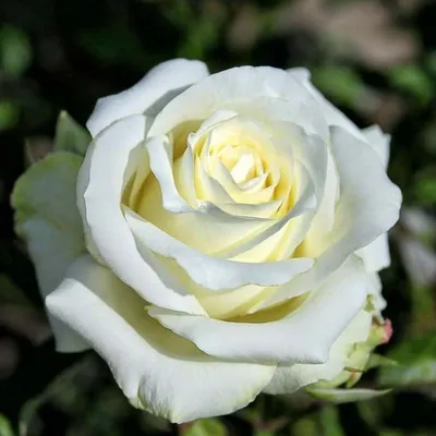 Саженцы роз: Роза чайно-гибридная Анастасия Anastasia