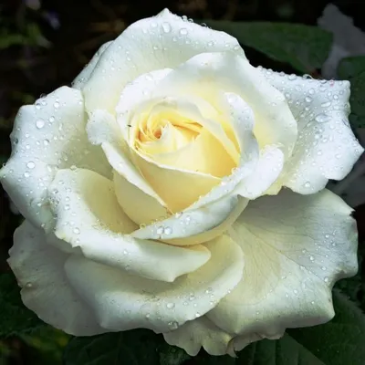 Розы - Роза чайно-гибридная Анастасия (Rosa Anastasia)