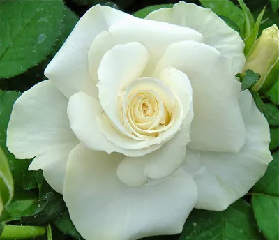 Anastasia® (ADAmariat) | Roses' Name