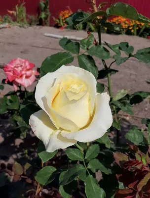 Роза чайно-гибридная Анастасия Rose hybrid tea Anastasia - купить саженцы  роз с доставкой по Украине в магазине Добродар