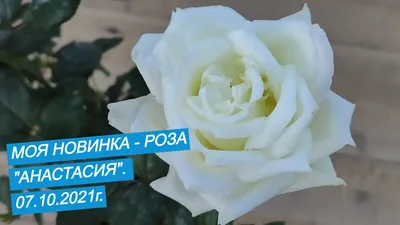 Роза Анастасия шелк 15 см купить оптом в Минске, цены