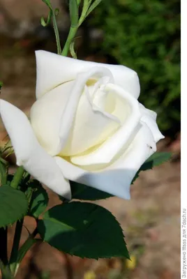 Anastasia, Large Flowered Rose | Rosarium Lottum