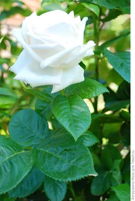 У любой прекрасной розы, под листвой скрываются шипы\" Фернандо (2 часть) |  Цветущий сад Татьяны | Дзен