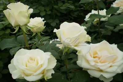 Anastasia White Rose - Bulk Wedding Flowers | Flower Explosion