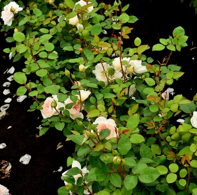 Anastasia, Large Flowered Rose | Rosarium Lottum