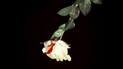 White Rose In Blood On White Background. Not Isolated Фотография, картинки,  изображения и сток-фотография без роялти. Image 84706540