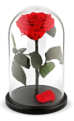 Роза в колбе | Купить вечную розу в колбе в мастерской Floretta