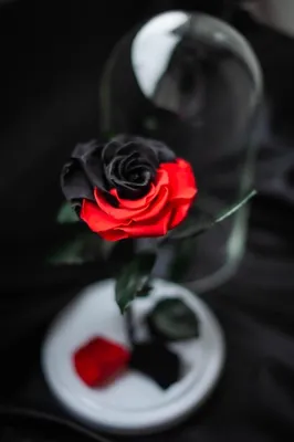 Вечная роза в колбе — Love Flowers