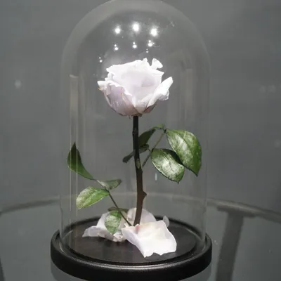 Роза в колбе \"Белая\" (d - 6 см) и скидки в интернет магазине цветов Роз  Новоросс