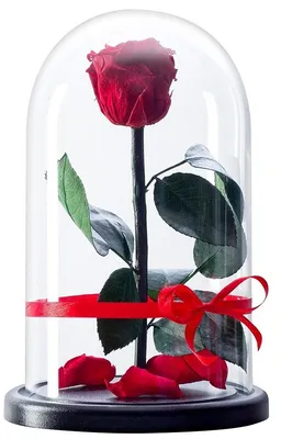 Купить Роза в колбе Маленький мир с доставкой по СПб. Вечная роза,  стабилизированная роза - заказать с доставкой.