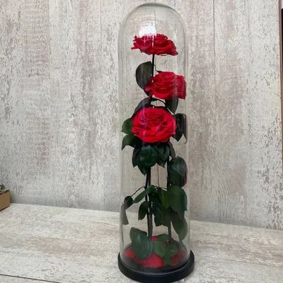 Красная Роза в колбе - заказать и купить за 22 750 ₽ с доставкой в  Краснодаре - магазин «МЕРСИ»