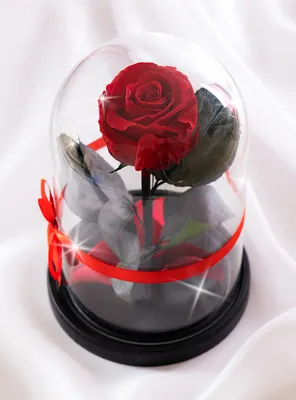 Розовая роза в колбе, 29 см.: купить вечную розу в интернет-магазине  Dekoflor