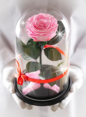 Роза в колбе (вечная роза) - купить по выгодной цене | OldiDom.ru