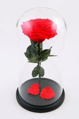Купить Роза в колбе розовая в Одинцово за 3 000 руб. | Быстрая доставка  цветов