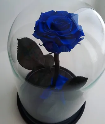 ᐉ Купить роза в колбе трио в Павлодаре — Интернет-магазин  PavlodarZakazBuketov
