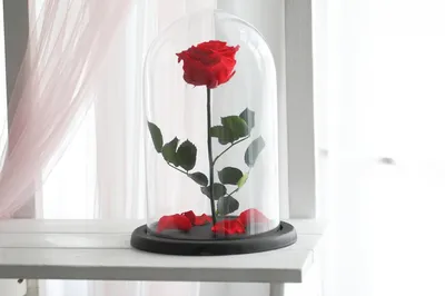 Розы в колбе, живая роза в колбе 13cm*13cm (id 84930830), купить в  Казахстане, цена на Satu.kz