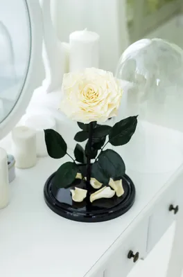 Живая роза в колбе, купить вечную розу в колбе Киев, цена на розу под колбой(куполом)  в Киевe, Одессе, Харькове, Днепре и Украине