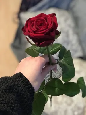 Красивая роза в руке