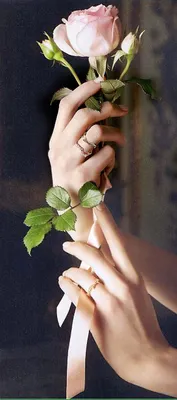 Стильная фотография розы в руке