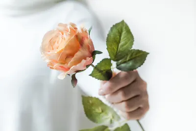 Изображение розы в формате PNG