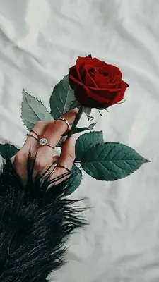 Роза в руке: прекрасная композиция