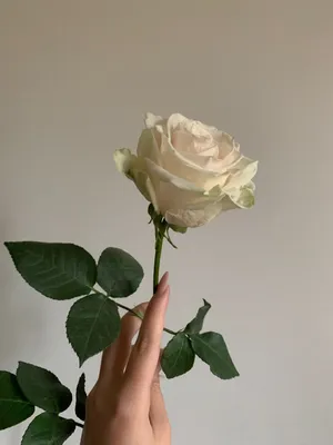 Красивое фото розы в руке