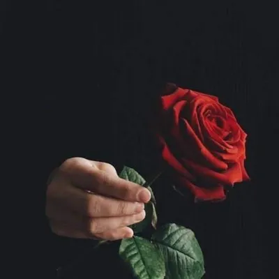 Фотография розы с нежным оттенком