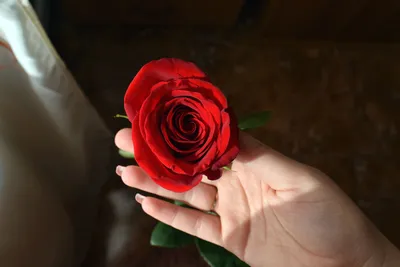 Картинка розы, передающая настроение