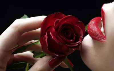 Красивое изображение розы в руке