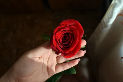 Фотография розы в руке, передающая эмоции