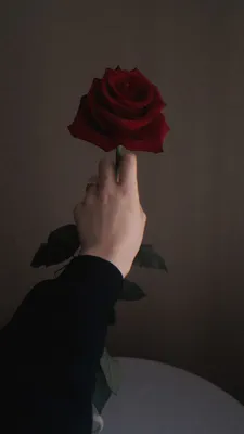 Изображение розы в руке
