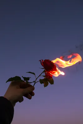 Роза в руке: образ нежности и романтики
