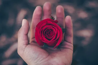 Роза в руке: символ чистоты и невинности
