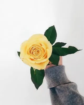 Роза в руке: образ страсти и любви