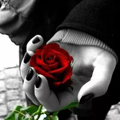 Роза в руке: фото высокого разрешения в формате JPG