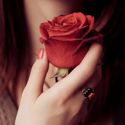 Роза в руке: красота и нежность