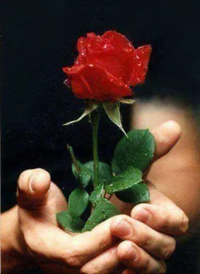 Фотография розы в руке на светлом фоне