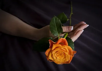 Роза в женской руке: изображение с эффектом HDR