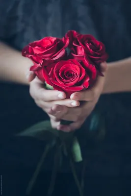Фотография руки с красной розой на черном фоне