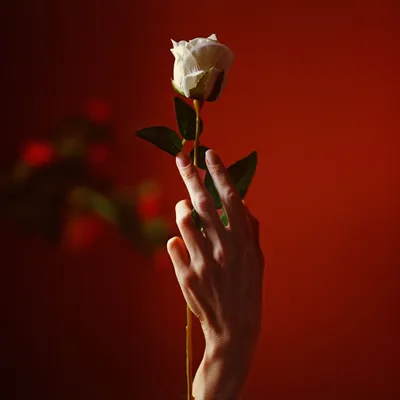 Фотография розы на фоне руки