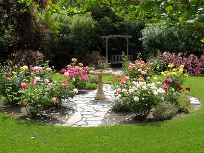 Фото с удивительной розарией в саду