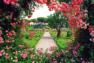 Фото с красивыми розами в Розарии И Садах С Розами