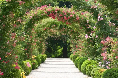Фотография роз в Розарии И Садах С Розами, которая заставит вас влюбиться в этот сад