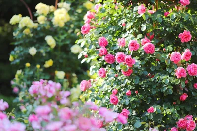 Фото с прекрасными цветами роз в Розарии И Садах С Розами