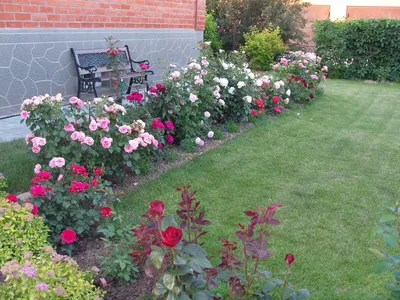 Фотография с потрясающими розами в Розарии И Садах С Розами